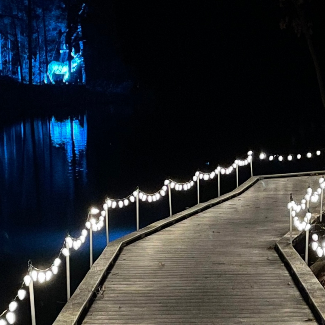 A lighted trail at Light in the Forest
